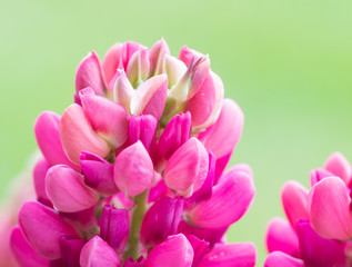 Obraz na płótnie Canvas Pink Lupine flowers, up close.