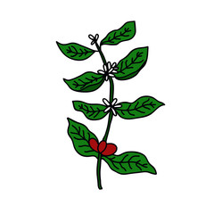 coffee plant doodle icon, vector illustration
