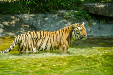 Naklejka na ściany i meble tiger in water