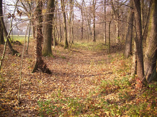 autumn in the forest