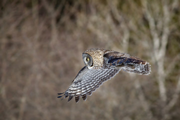 Great Grey Owl Flying