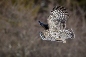 Great Grey Owl in Flight