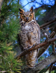 great horned owl on tree
