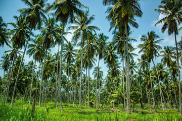 Obraz premium Rainforest with palm trees in Thailand on a background of blue sky and green grass.