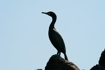 European Shag on the cliff at Runde Norway