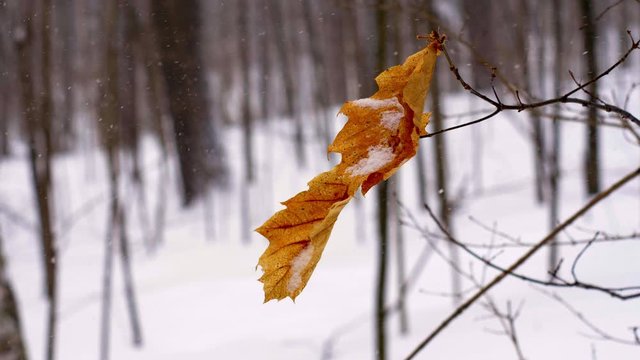 Dead maple leaf swinging in a breeze, snowy winter day, in slow motion, closeup