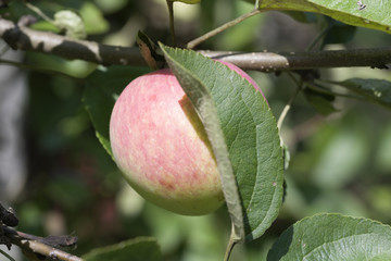Ripe apples on a branch. Ripe apples on the ground. Apples