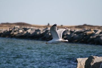 seagull in flight