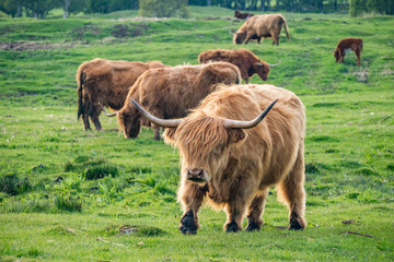 Scottish Cattles in Scottish Highlands Wilderness