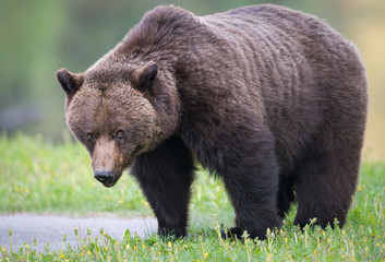 Fototapeta premium Grizzly bear in the wild