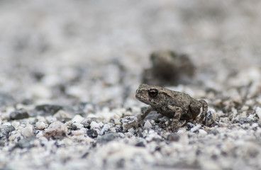 Close up of a juvenile common toad (Bufo bufo) on a white rocky surface.