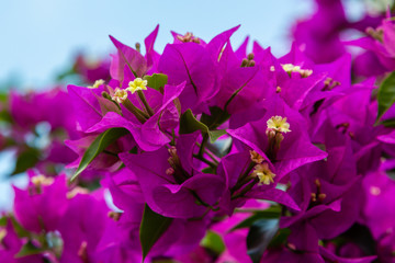 Fototapeta na wymiar Blooming bougainvillea, лат. Bougainvillea. Purple bougainvillea flowers. Bougainvillea flowers as a background. Floral background