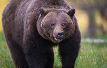 Fototapeta premium Grizzly bear in the wild