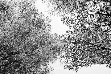 Leafless branches isolated on white background