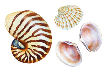 Set of hand drawn watercolor sea shells