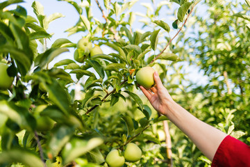 The gathering of the fruit. A woman's hand tears a green Apple from a branch. The concept of...