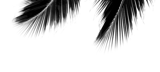 Palm leaves isolated on white