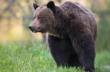 Obraz premium Grizzly bear in the wild