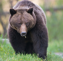 Obraz na płótnie Canvas Grizzly bear in the wild