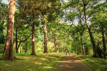 Fototapeta premium Beautiful scenery of Sri Lanka park. Green background of large trees