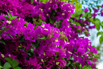 Blooming bougainvillea, лат. Bougainvillea. Purple bougainvillea flowers. Bougainvillea flowers as a background. Floral background