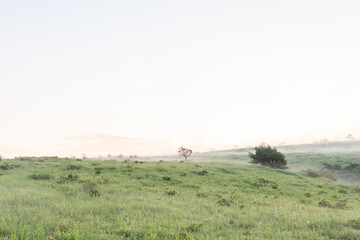 朝の高ボッチ高原