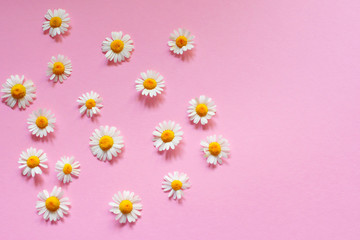 Obraz premium Chamomile flowers on a pink background. Medicine and beauty concept.
