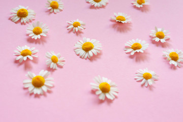Chamomile flowers on a pink background. Medicine and beauty concept.