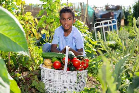 Teenager boy with harvest of tomatoes, cucumbers and parsley from the garden