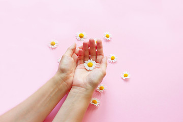 Chamomile flowers and a woman's hands on a pink background. Medicine and beauty concept.