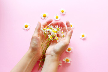 Chamomile flowers and a woman's hands on a pink background. Medicine and beauty concept.