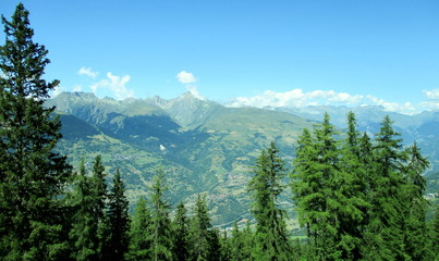 paysage de montagne en été, avec végétation au premier plan et massif alpin en second