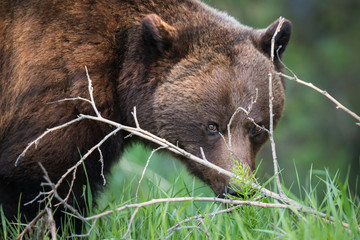 Grizzly bear in the wild