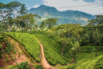 Tea plantations in the mountains Sri Lanka. Beautiful landscape of nature Nuwara Eliya - 282895769