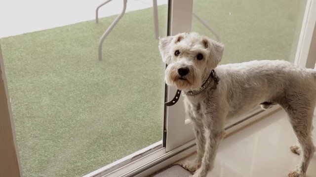 Perro Schnauzer blanco parado a un lado de una puerta corrediza que conduce a un jard&iacute;n