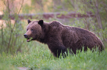 Grizzly bear in the wild