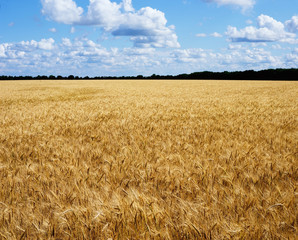 Ripe golden wheat field ready for harvest, Pastoral landscape with blue sky and clouds.