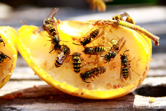 Wespen auf einem Apfel essen das Fruchtfleisch. Es besteht Gefahr durch einen Wespenstich.