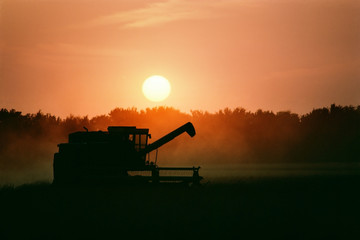 Combine harvesting ripe wheat as the sun sets.