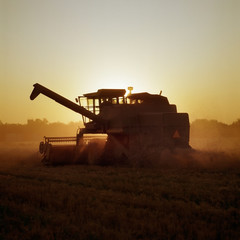 Combine harvesting ripe wheat as the sun sets.