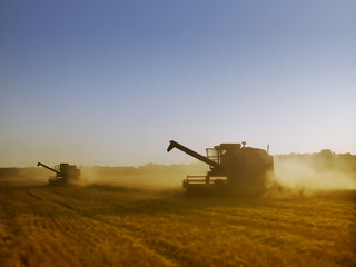 Fototapeta premium Evening light on combines harvesting ripe golden wheat