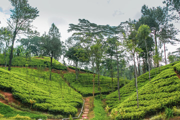 Fototapeta na wymiar Tea plantations in the mountains Sri Lanka. Beautiful landscape of nature Nuwara Eliya