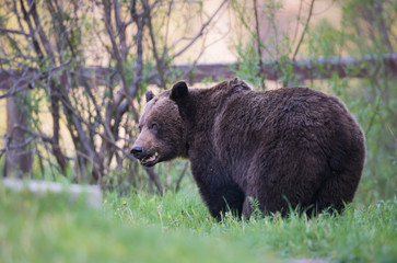 Grizzly bear in the wild