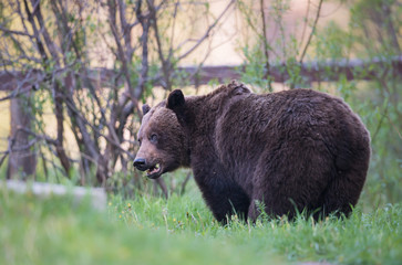 Grizzly bear in the wild