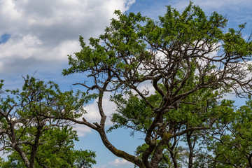 tree crown in blue sky