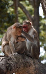 monkey family lovable pair