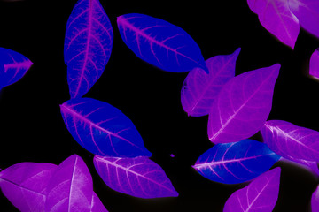 Beautiful abstract texture colorful purple black and white tree plant forest landscape on the darkness and purple background and wallpaper