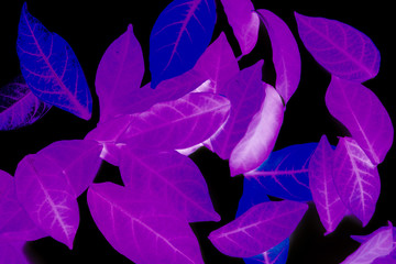 Beautiful abstract texture colorful purple black and white tree plant forest landscape on the darkness and purple background and wallpaper