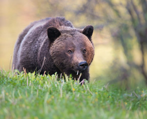 Grizzly bear in the wild