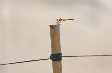 Close up of a dragonfly on the beach